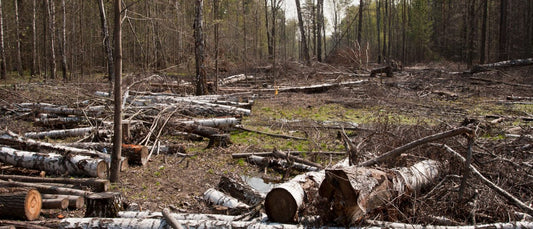 detektor.fm: Vom Verschwinden der Wälder