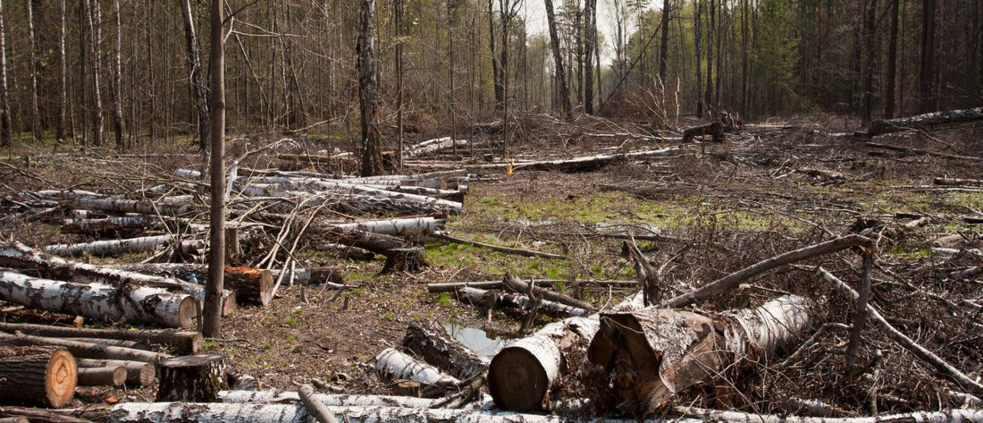 detektor.fm: Vom Verschwinden der Wälder